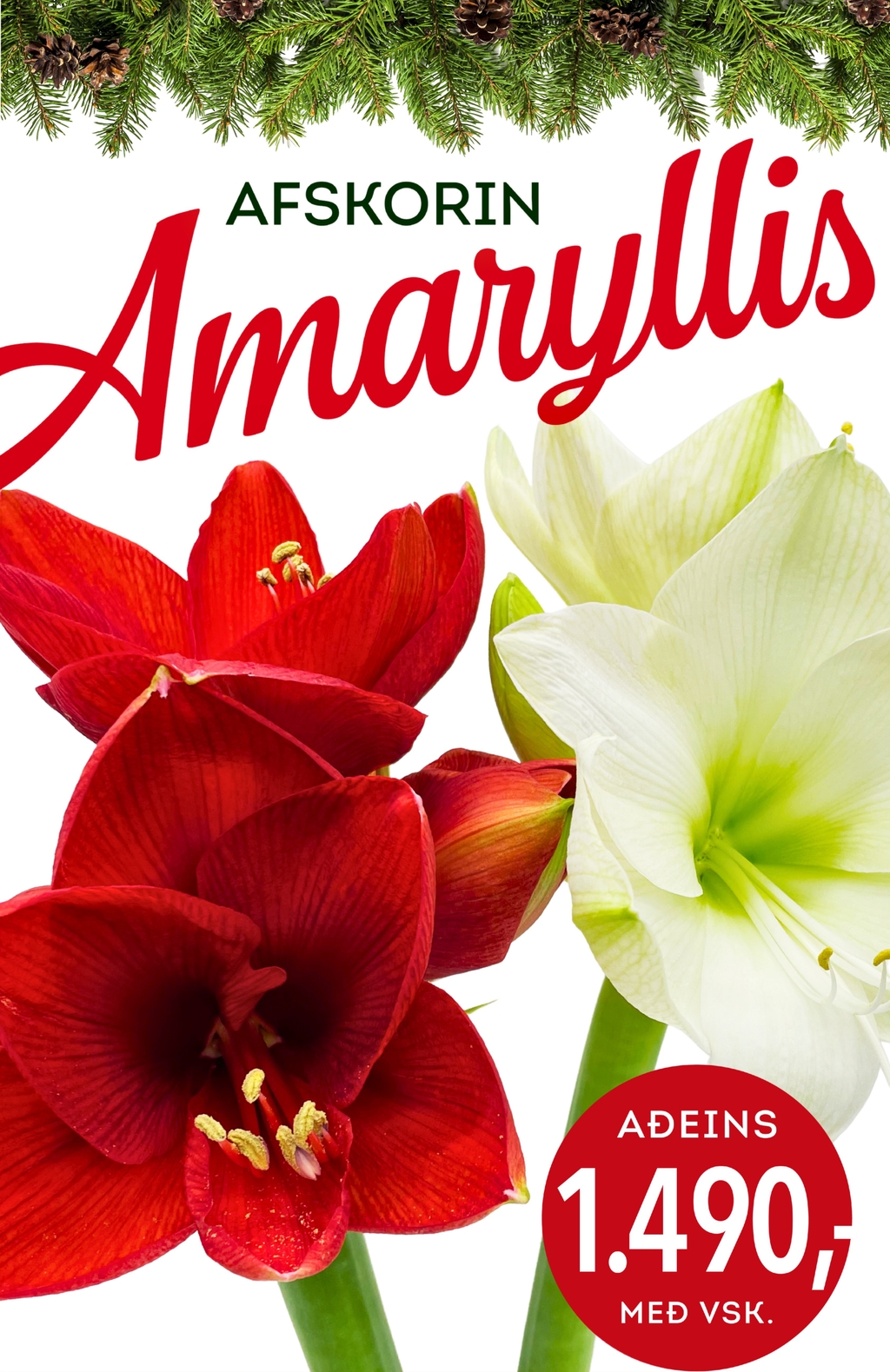 Amarylis