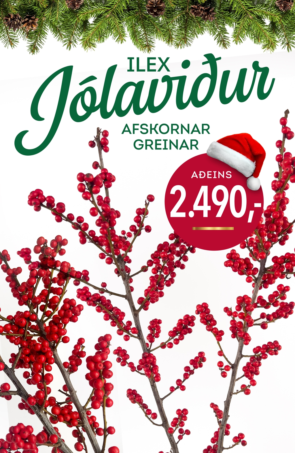 Ilex Jolaviður