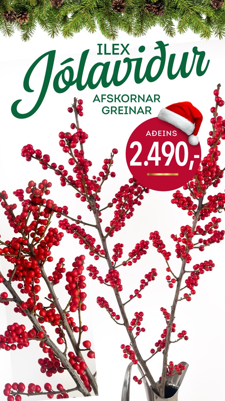 Ilex Jolaviður