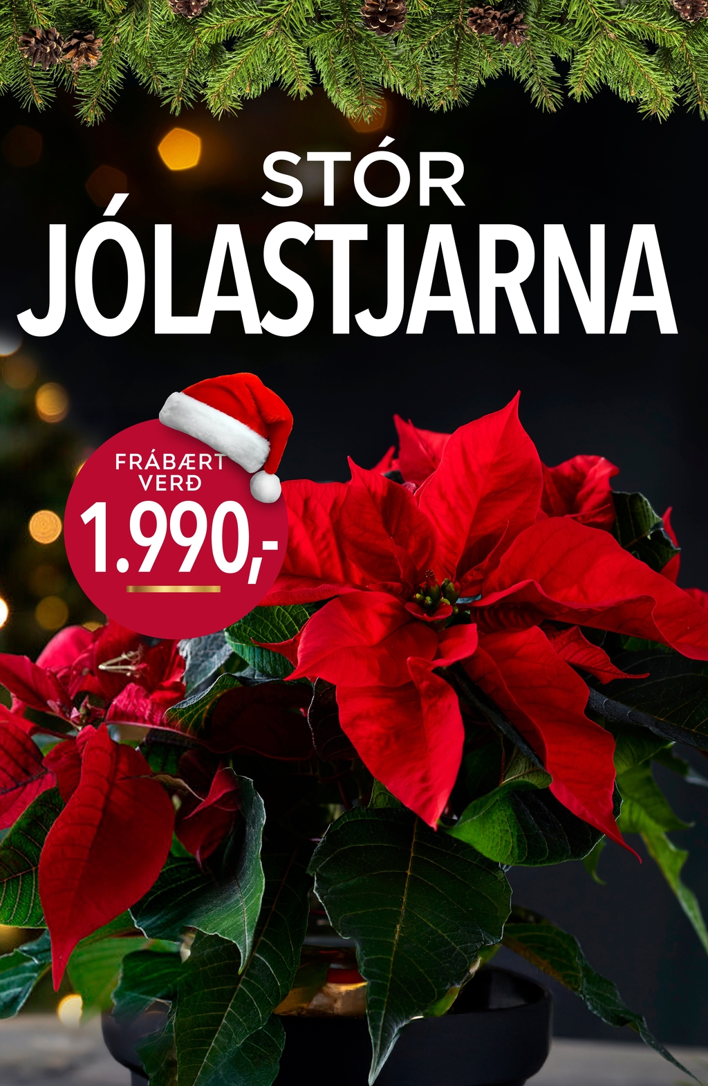 Jólastjarna