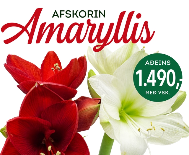 Amarylis