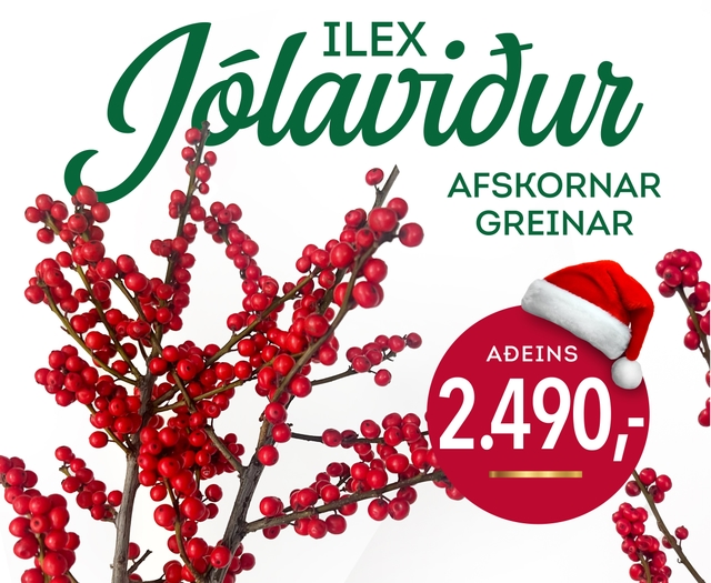 Ilex Jolaviður