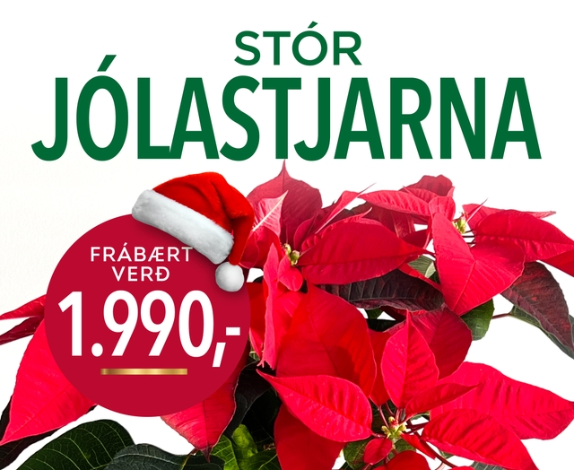 Jólastjarna