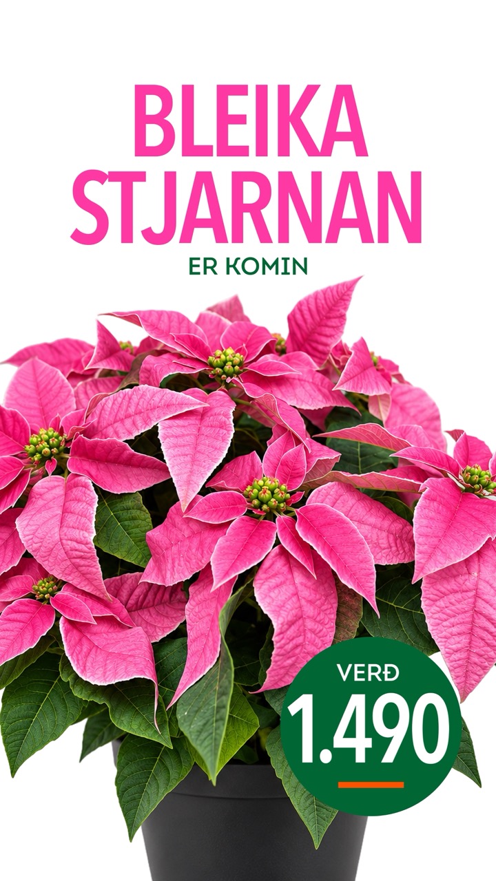 Bleika stjarnan er komin, verð 1.490 krónur