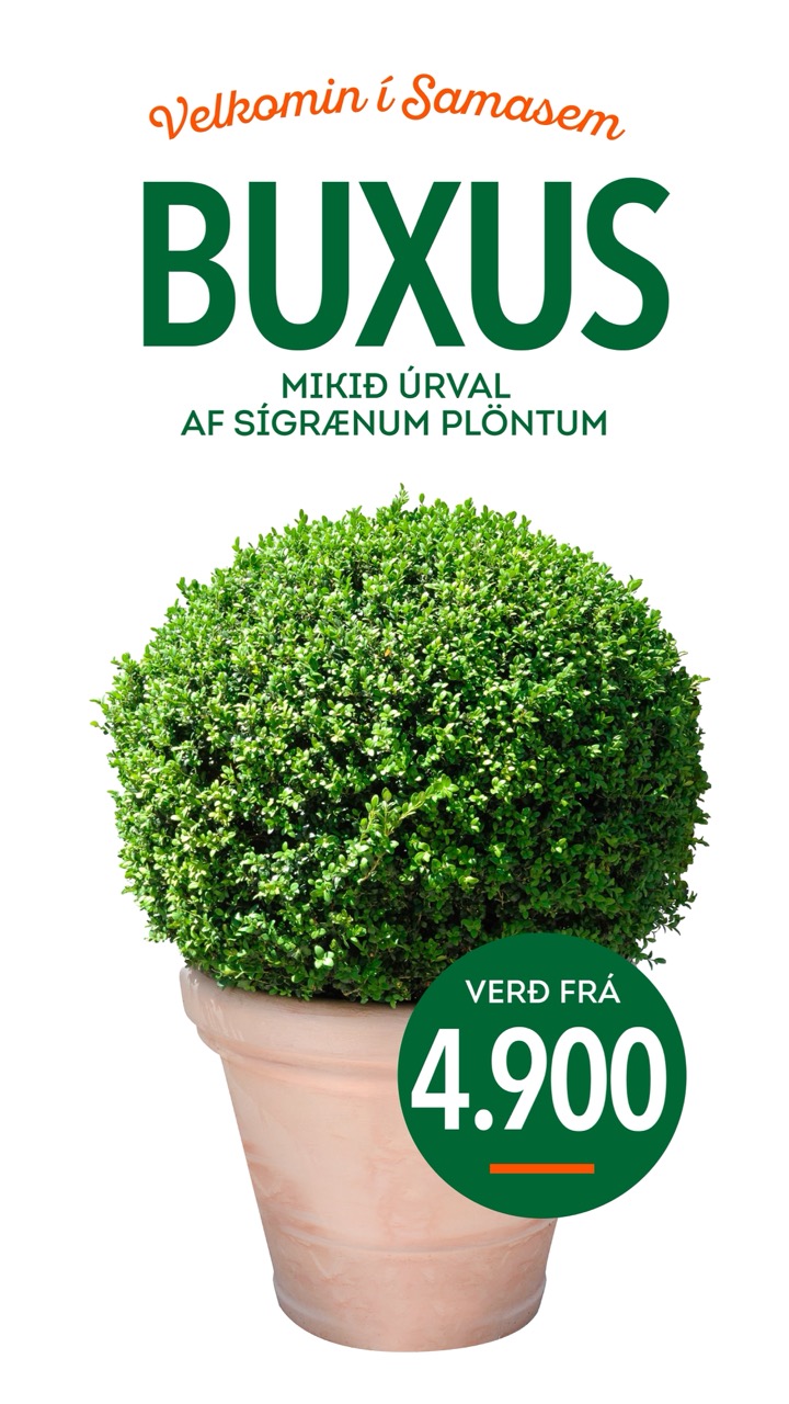 Buxus tilboð