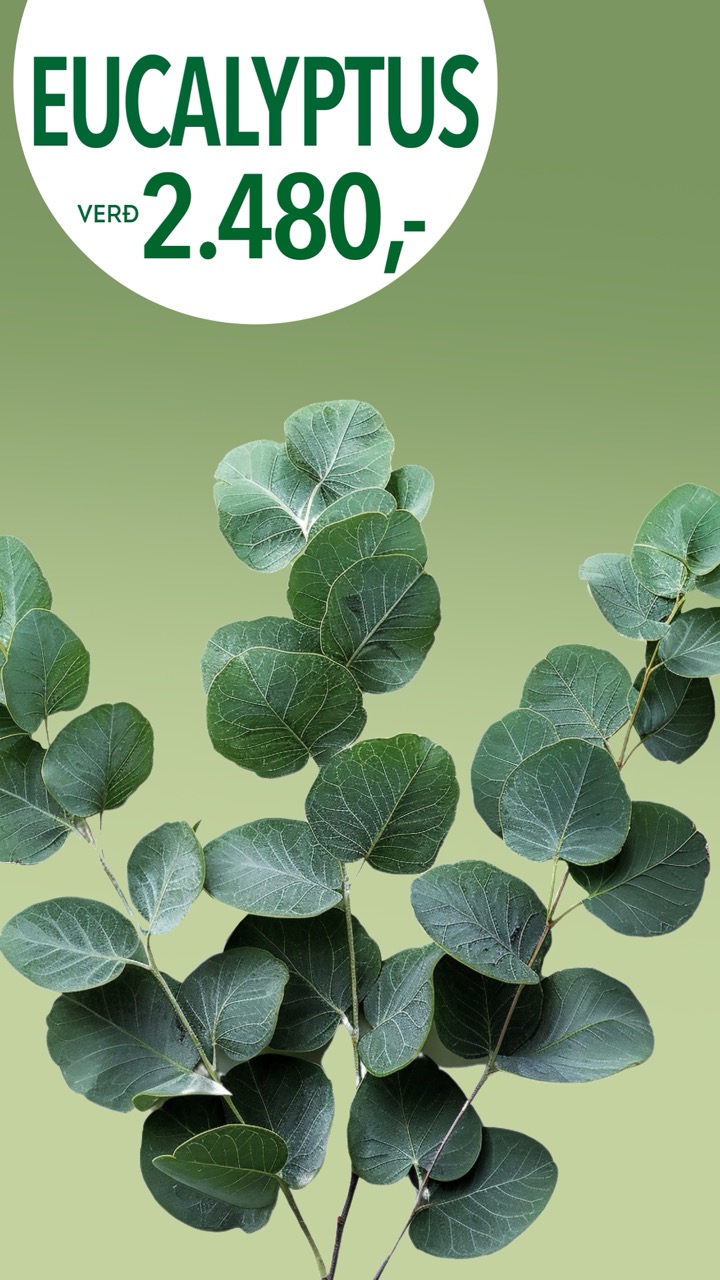 Eucalyptus tilboð, verð 2480