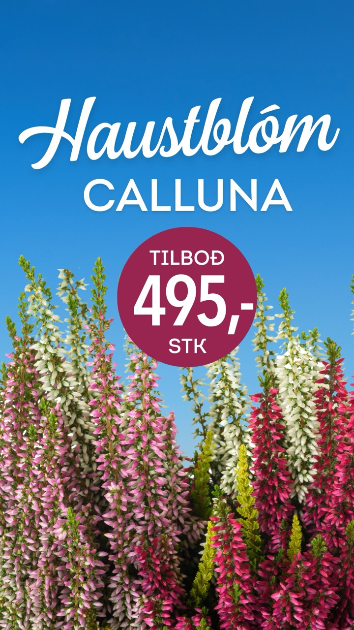 Haustblóm Calluna tilboð, verð 495 krónur stykkið