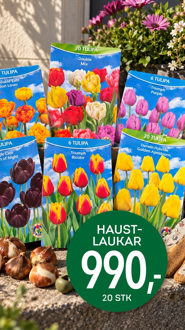 Haustlaukar, 20 stk á 990 krónur