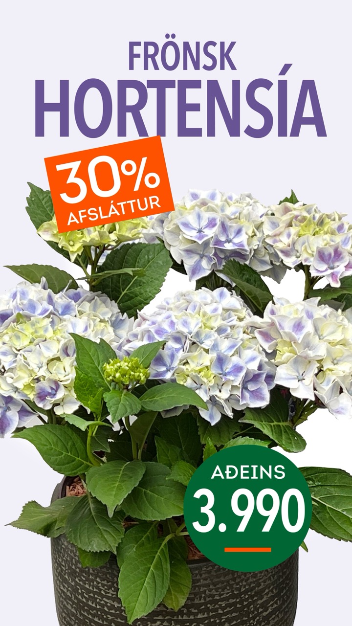 Hortensia tilboð