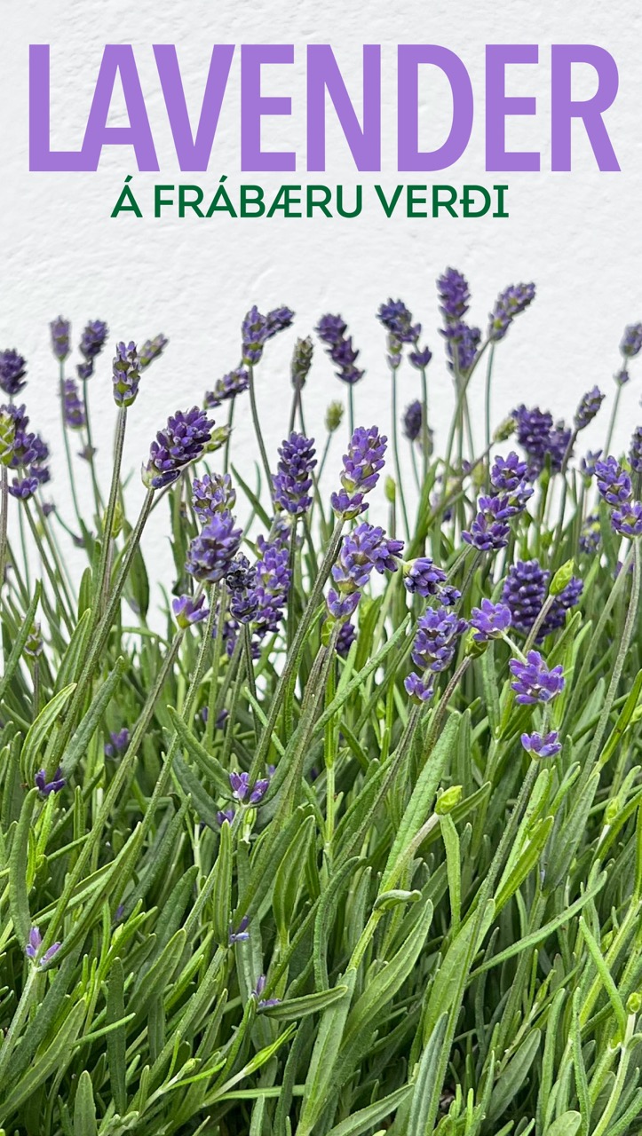 Lavender tilboð