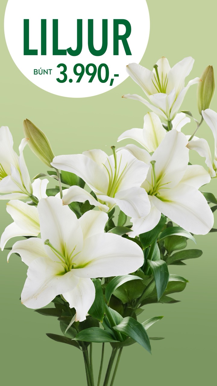 Liljur tilboð, verð 3990