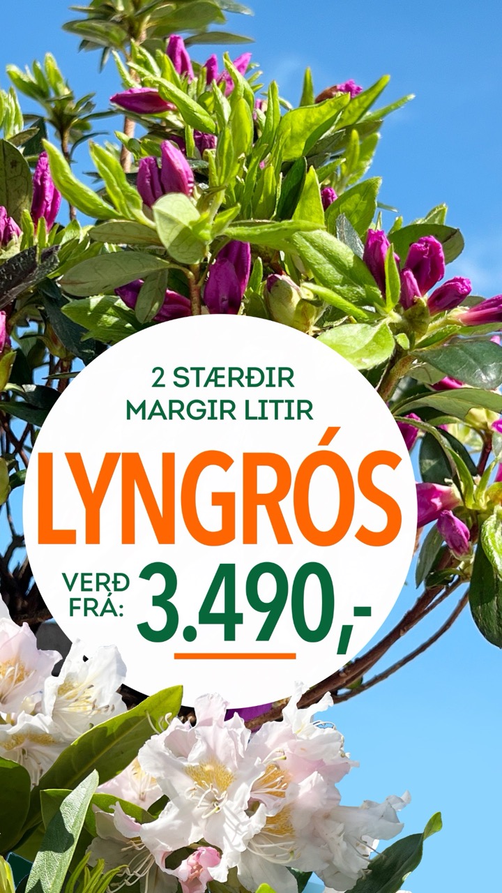 Lyngros tilboð