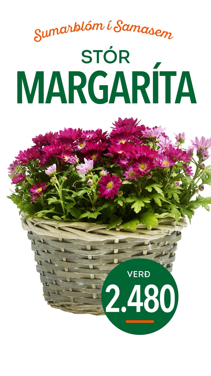Margarita tilboð