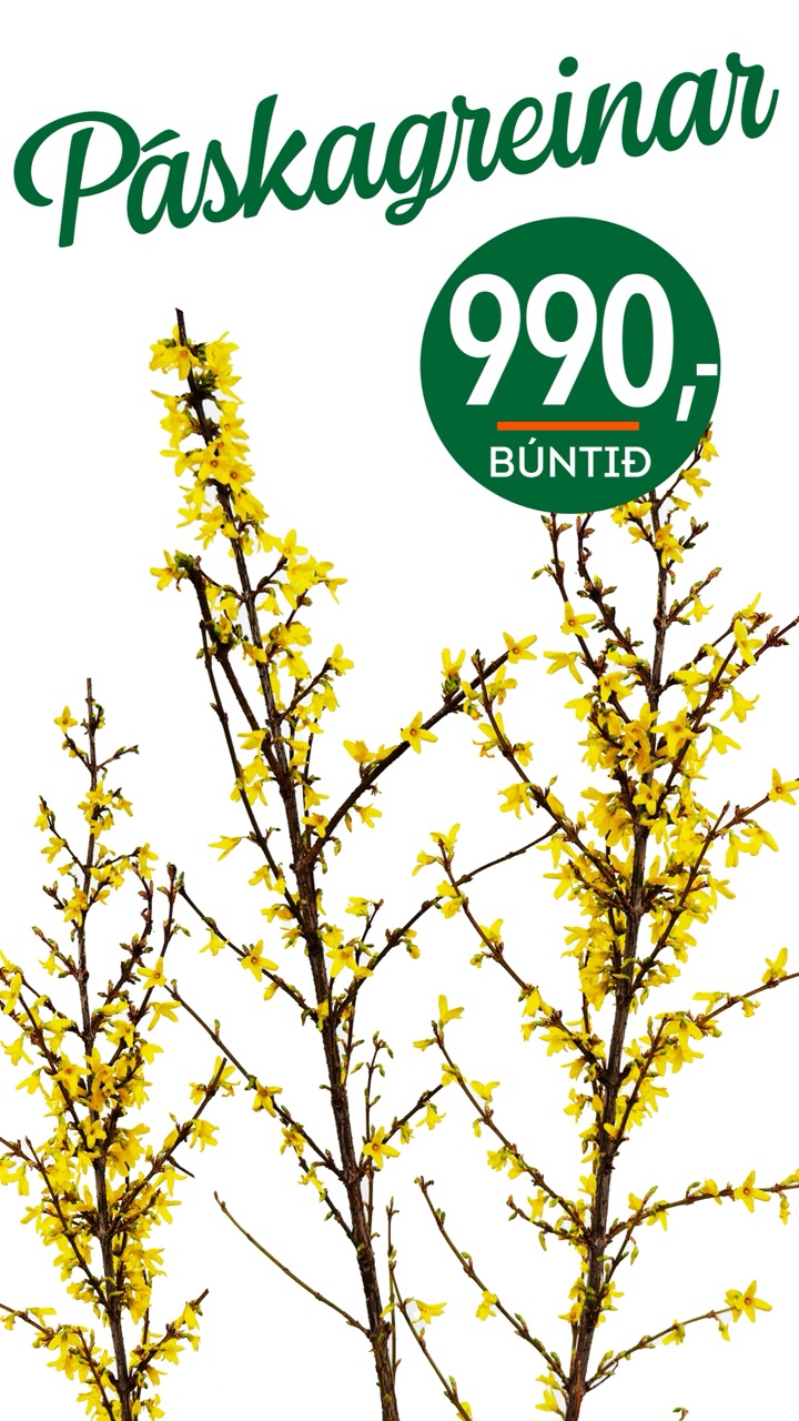 Páskagreinar tilboð