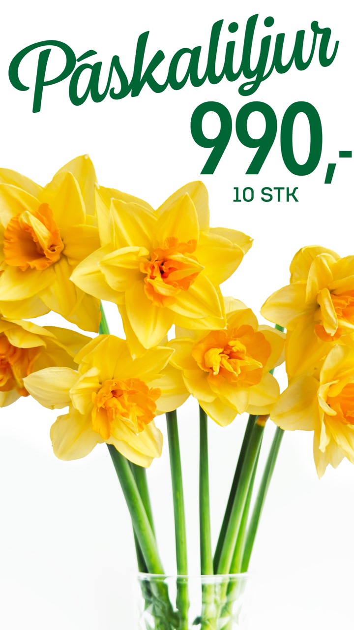 Páskaliljur tilboð