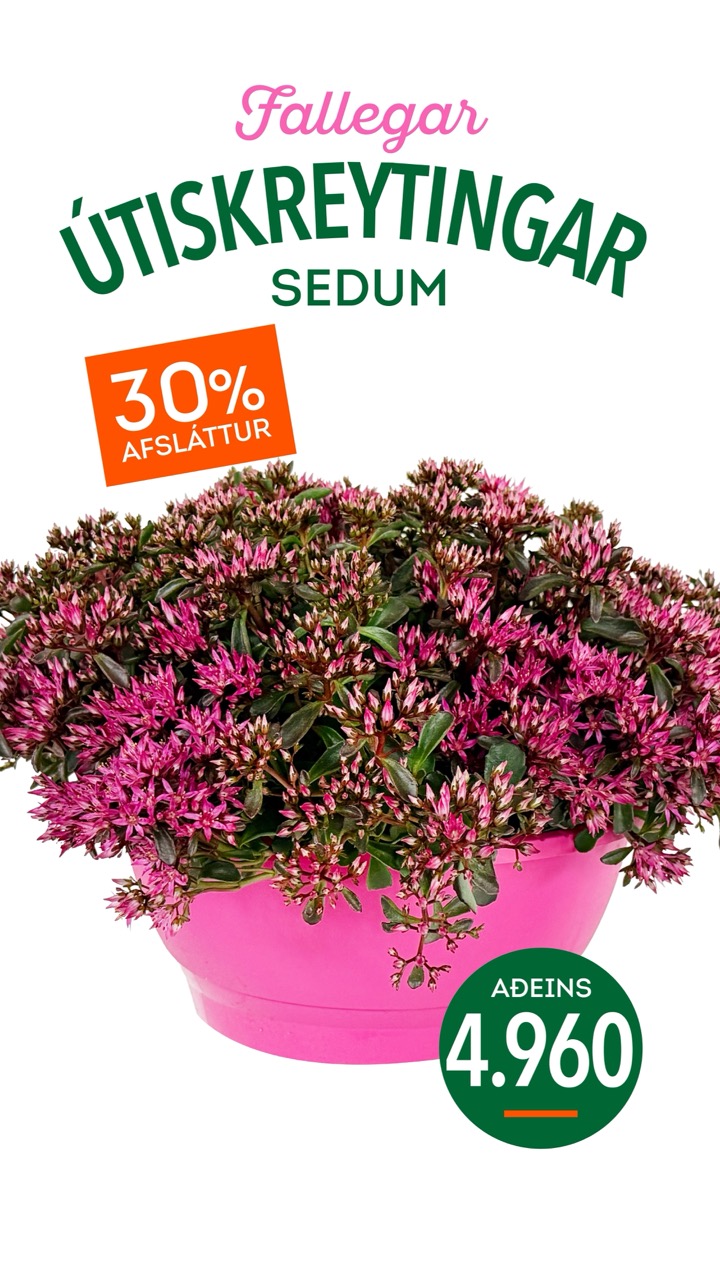 Sedum tilboð