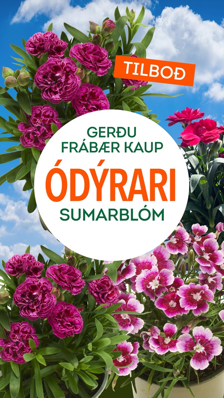 Sumarblom tilboð