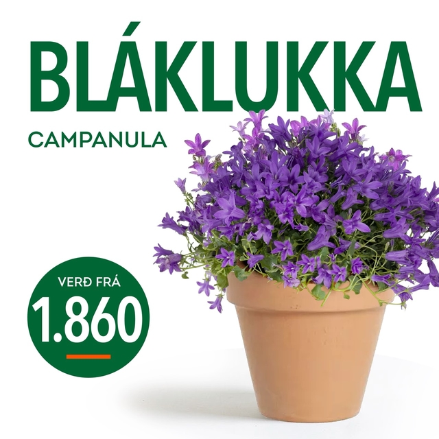 Blaklukka tilboð