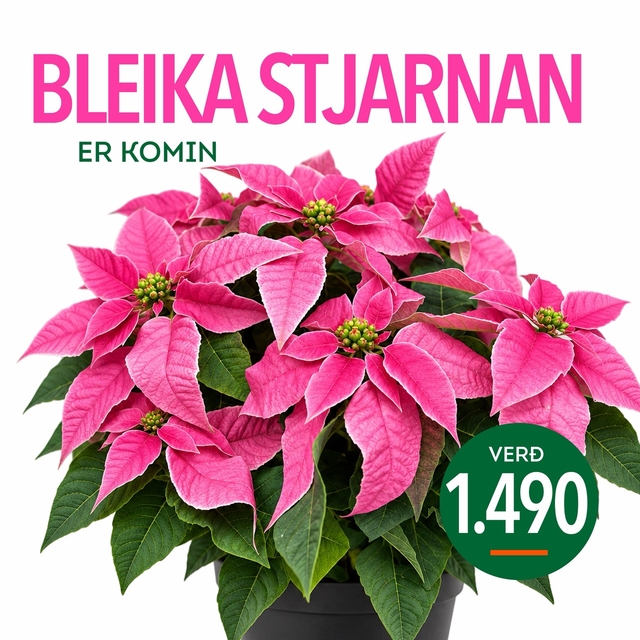 Bleika stjarnan er komin, verð 1.490 krónur