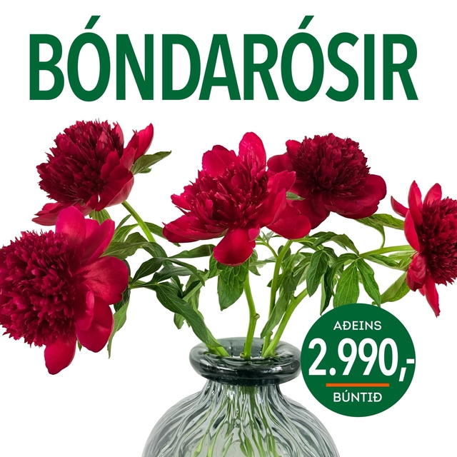 Bondarosir tilboð