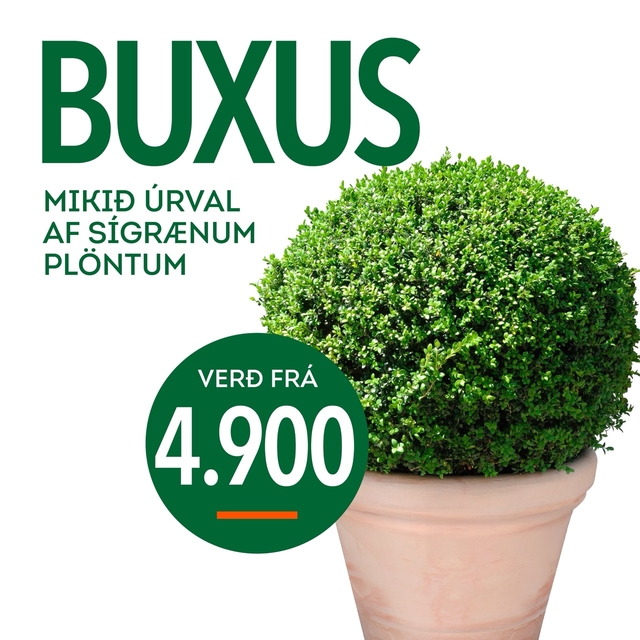 Buxus tilboð