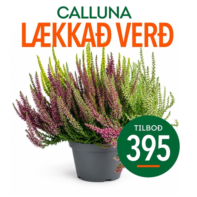 Calluna lækkað verð, tilboð 395 krónur