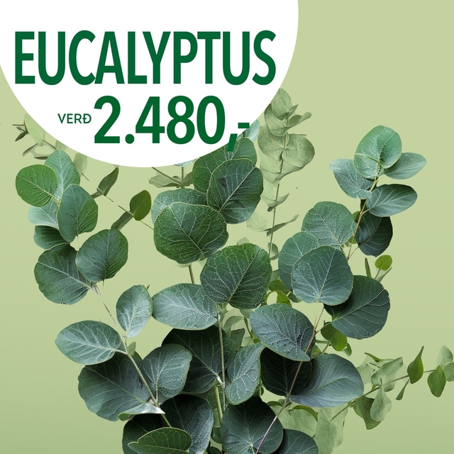 Eucalyptus tilboð, verð 2480