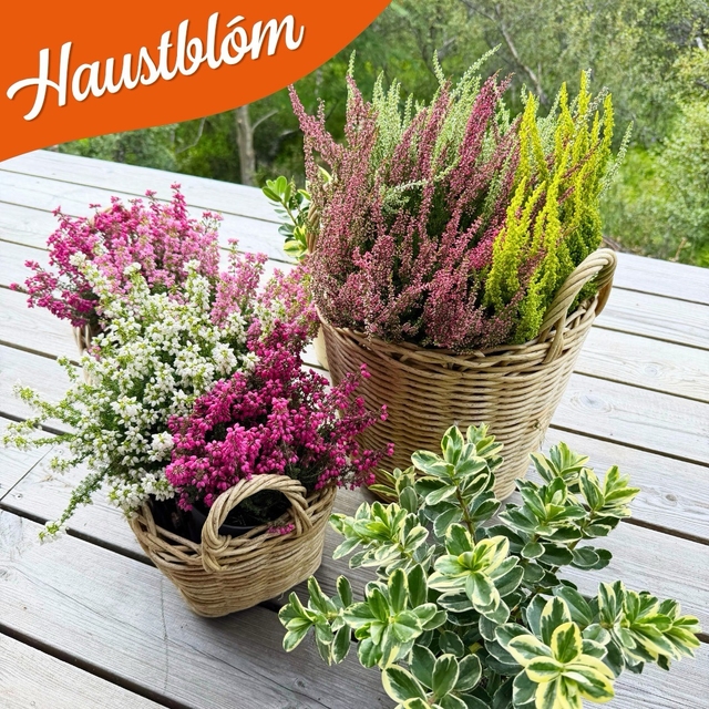 Haustblóm í körfum