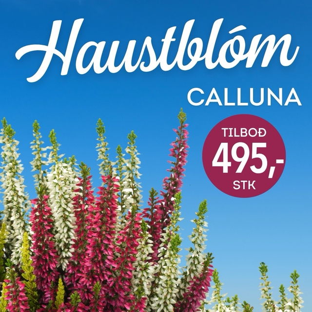 Haustblóm Calluna tilboð, verð 495 krónur stykkið