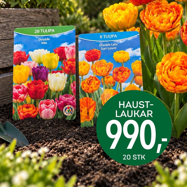 Haustlaukar, 20 stk á 990 krónur