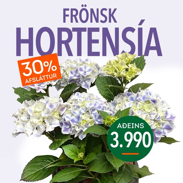 Hortensia tilboð
