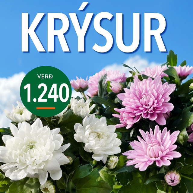 Krysur tilboð