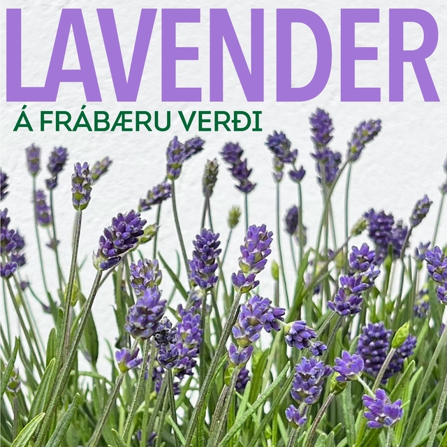 Lavender tilboð