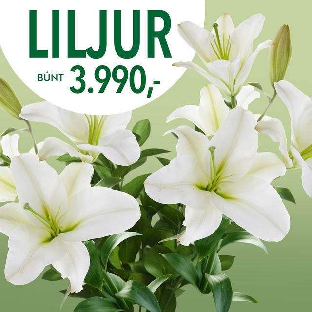 Liljur tilboð, verð 3990
