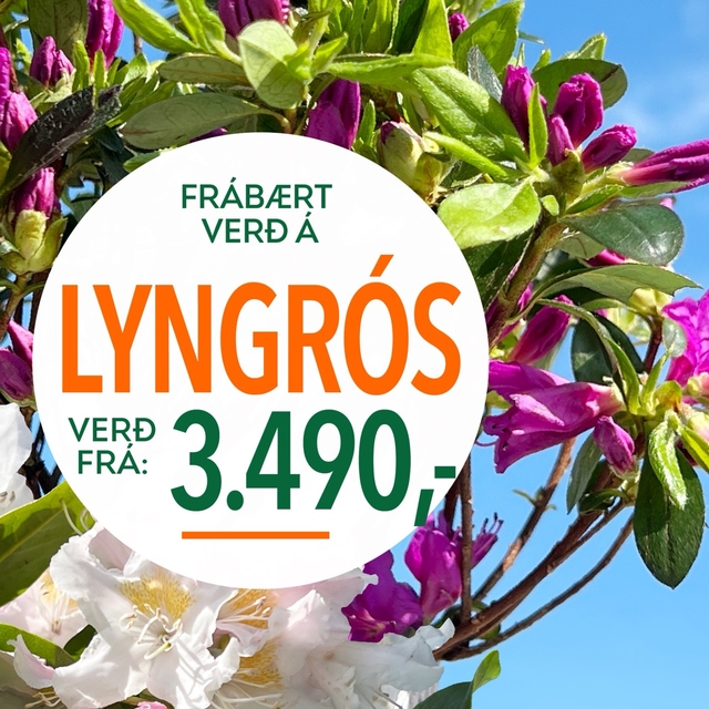 Lyngros tilboð