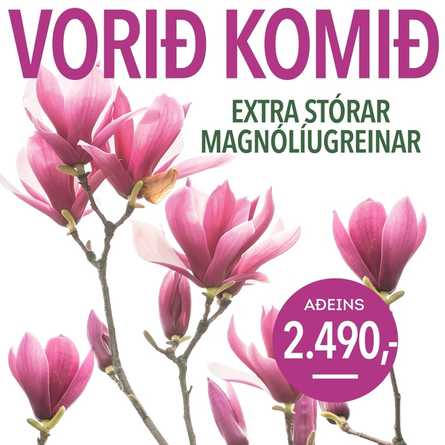 Magnoliur tilboð, verð 2490