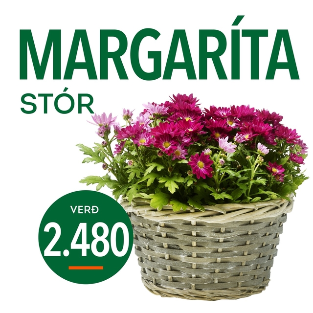 Margarita tilboð
