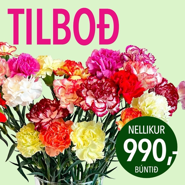 Nellikur tilboð, verð 2990