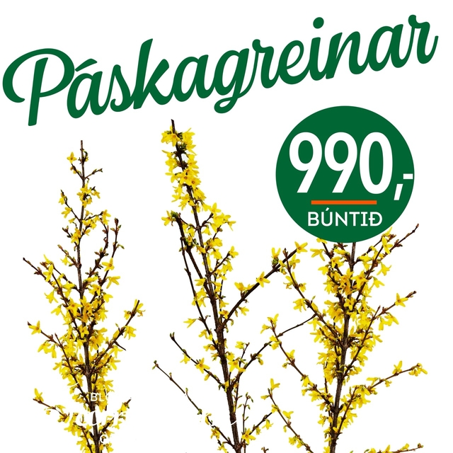 Páskagreinar tilboð