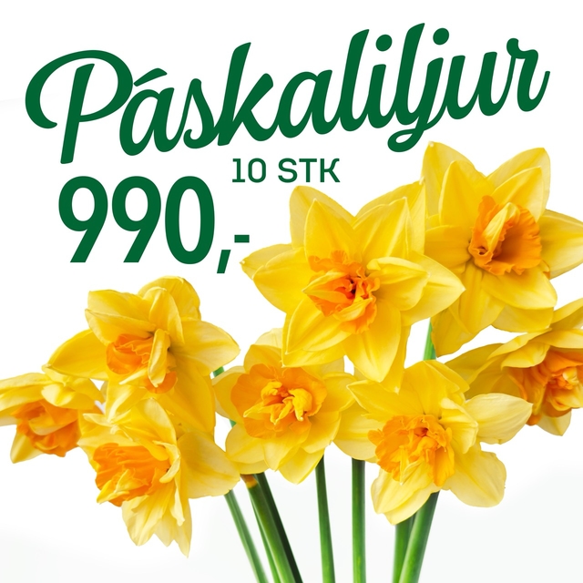 Páskaliljur tilboð