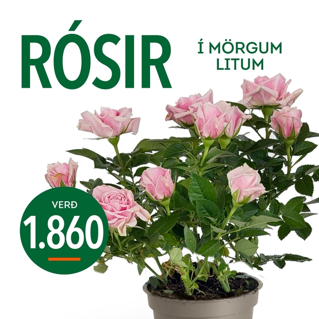 Rosir tilboð
