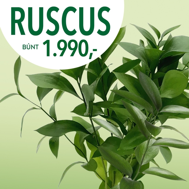 Ruscus tilboð, verð 1990