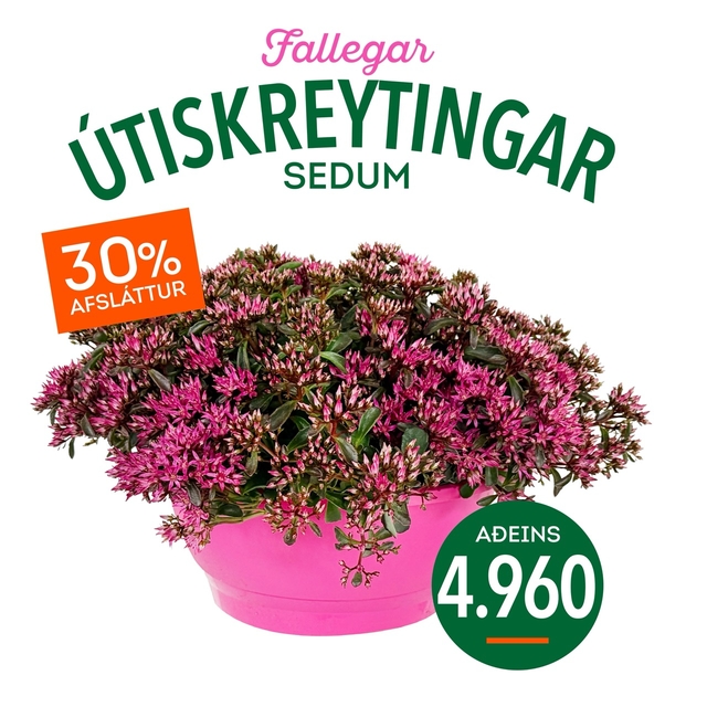 Sedum tilboð