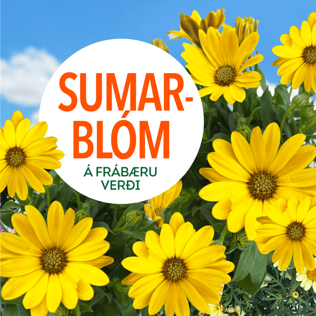 Sumarblóm tilboð