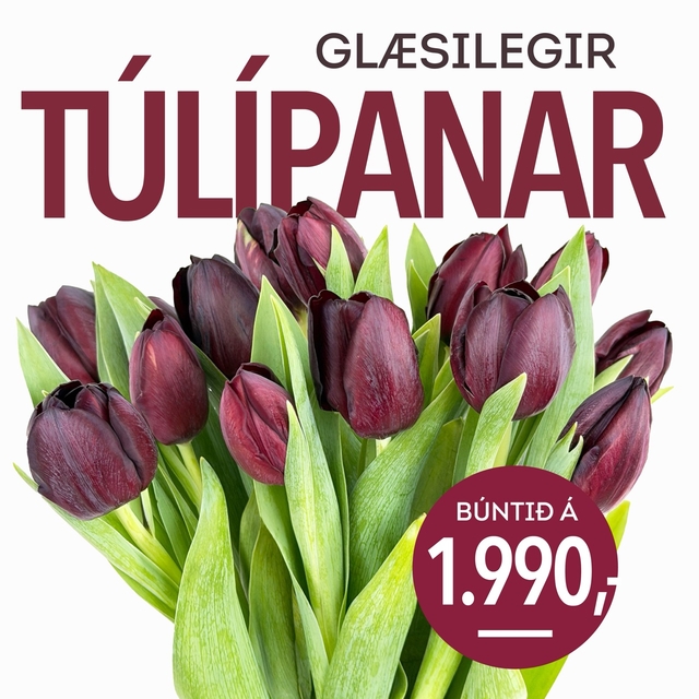 Tulipanar tilboð