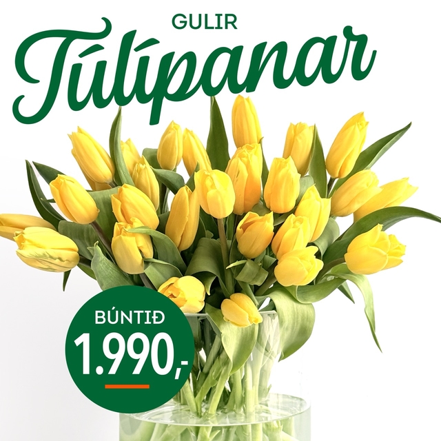 Gul tulips tilboð