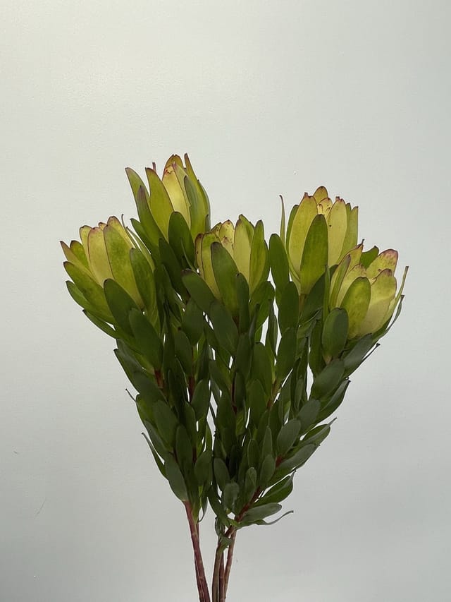 Leucadendron