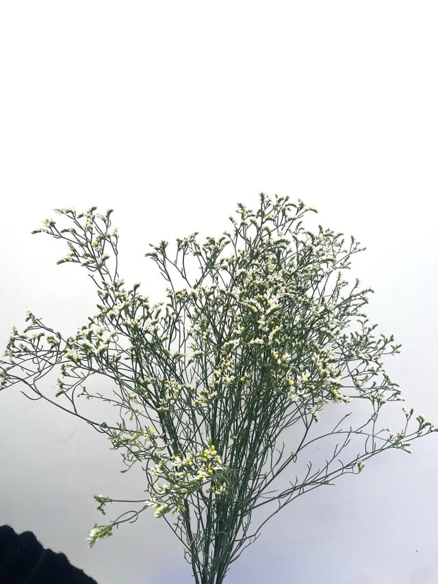 Limonium