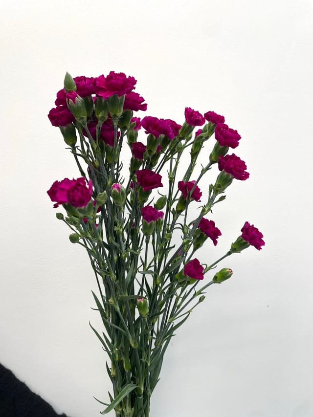 Nellika - Fjólublá