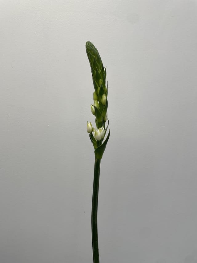 Ornithogalum